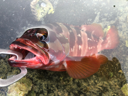 アカハタの釣果