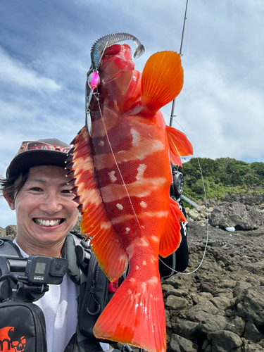 アカハタの釣果