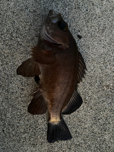 メバルの釣果