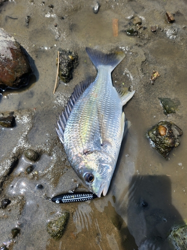 キビレの釣果