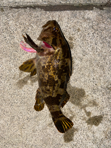 ベッコウゾイの釣果