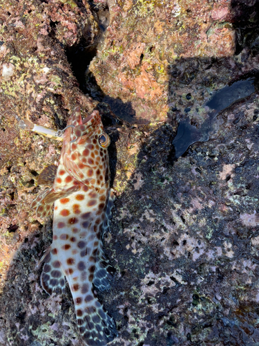 イシミーバイの釣果