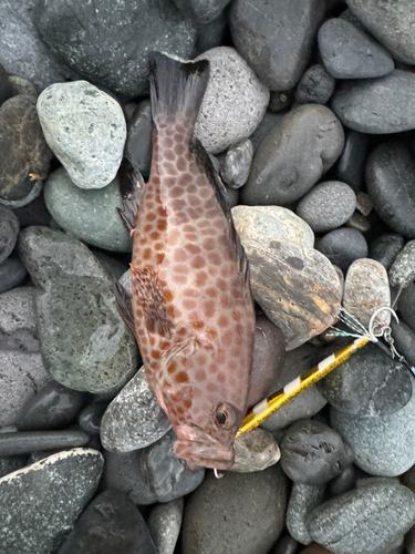 オオモンハタの釣果