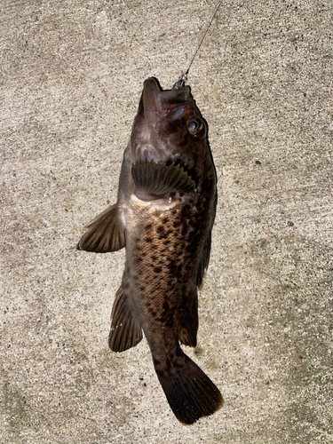 クロソイの釣果