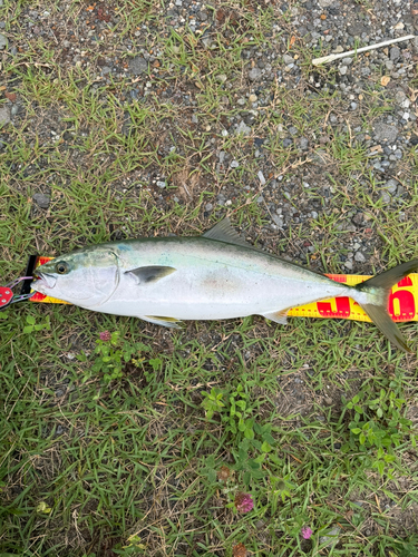 イナダの釣果