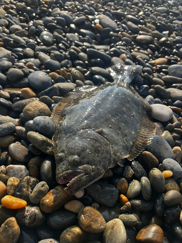 ソゲの釣果