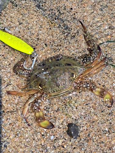 ワタリガニの釣果