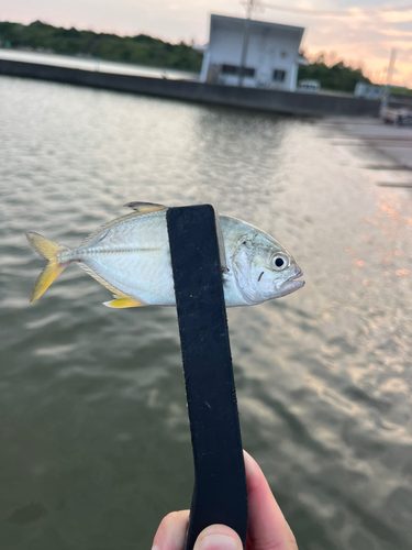 メッキの釣果