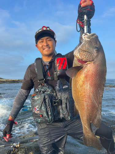 コロダイの釣果