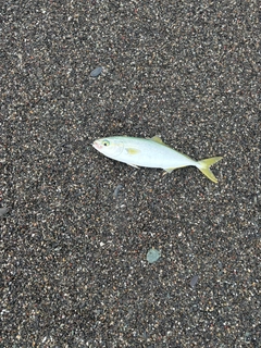 ソウダガツオの釣果