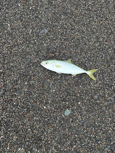 ソウダガツオの釣果