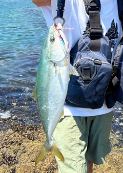 イナダの釣果