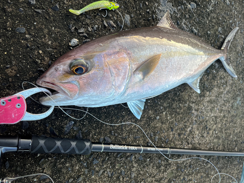 カンパチの釣果