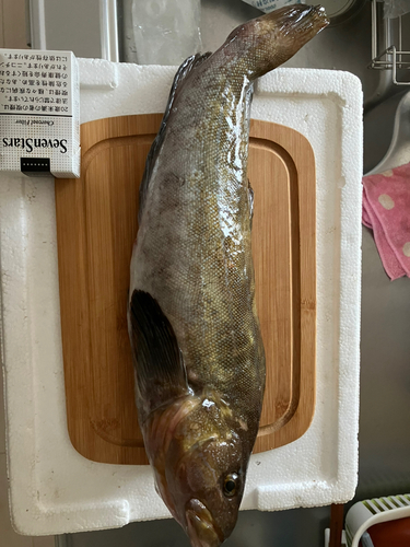 アブラコの釣果