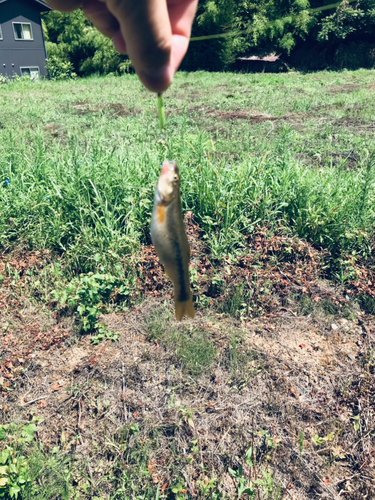 アブラハヤの釣果