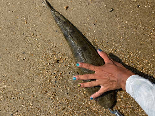 マゴチの釣果