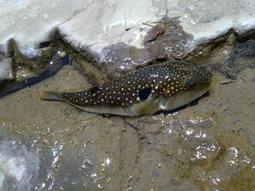 クサフグの釣果