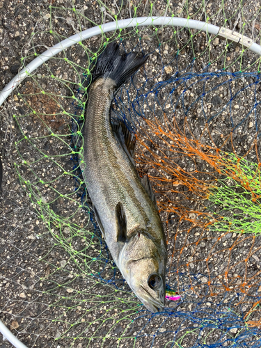 セイゴ（マルスズキ）の釣果