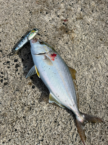 ショゴの釣果