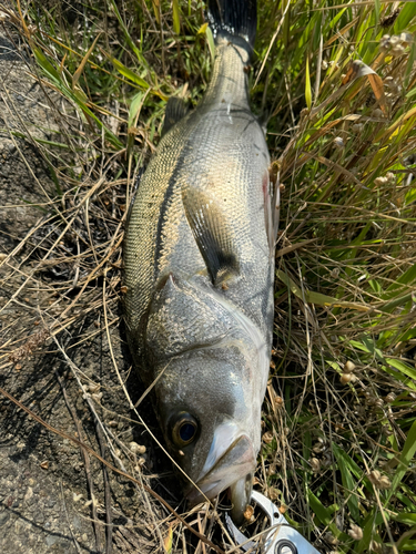 釣果