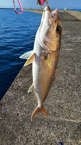 ネリゴの釣果