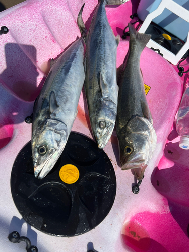 スズキの釣果