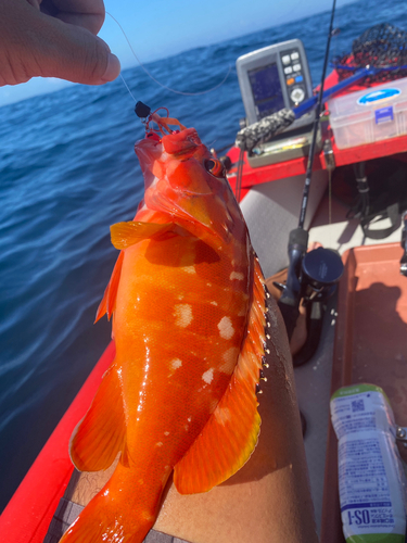 アカハタの釣果