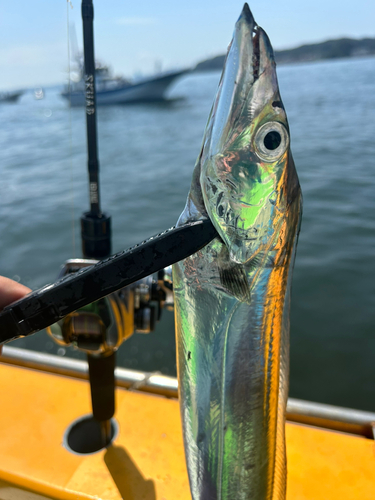 タチウオの釣果