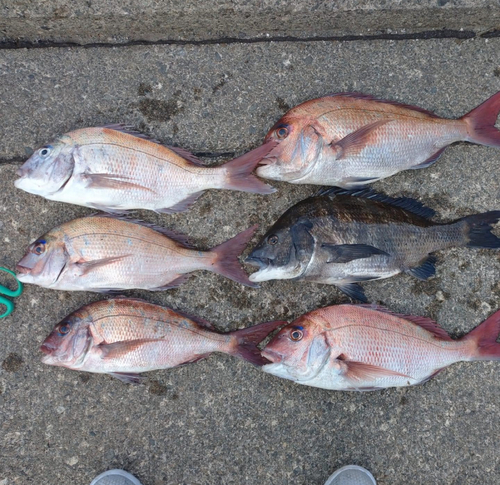 マダイの釣果