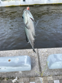 メジナの釣果