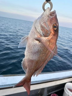 ワラサの釣果