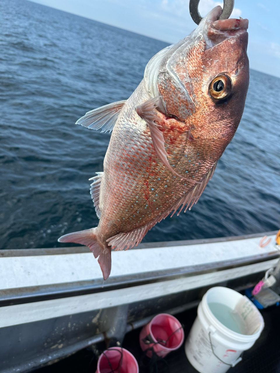 ClearBlue大好きさんの釣果 3枚目の画像