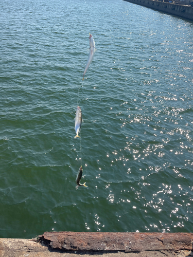 サバの釣果