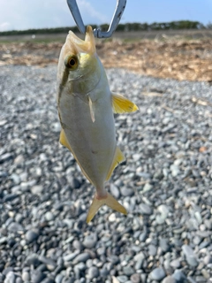 ショゴの釣果