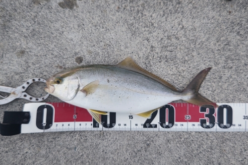 ショゴの釣果