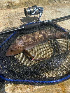 アイナメの釣果