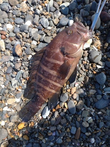 マハタの釣果