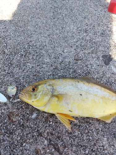 ツバスの釣果