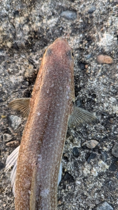 エソの釣果