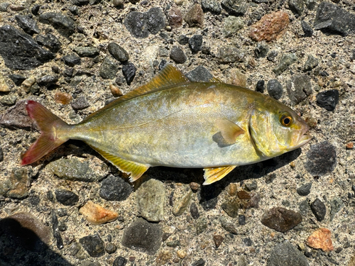 ショゴの釣果