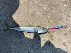 サバの釣果