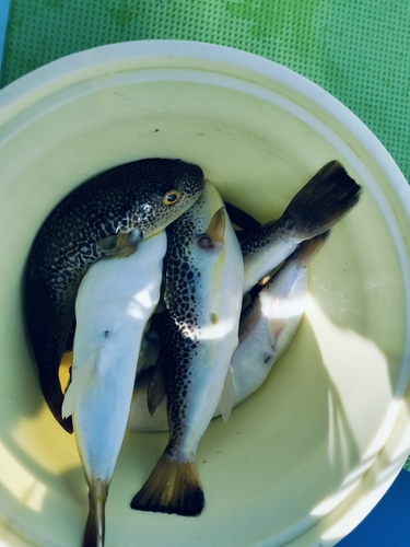 ショウサイフグの釣果