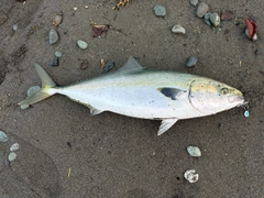 ブリの釣果