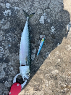 サバの釣果