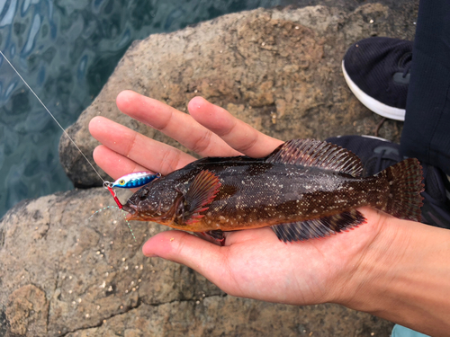 アイナメの釣果