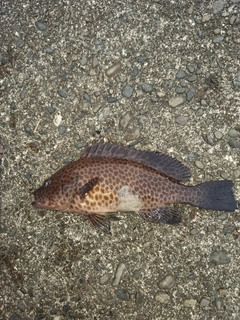 オオモンハタの釣果