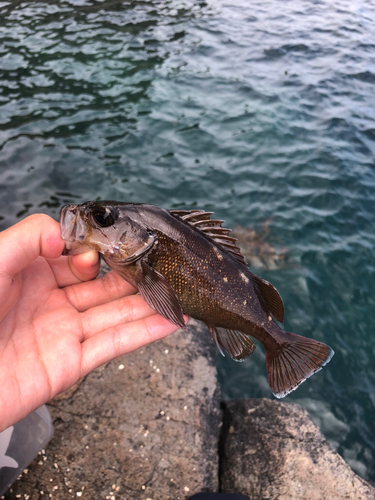 ガヤの釣果