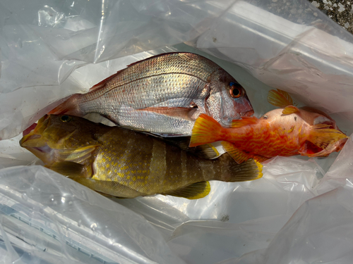 マダイの釣果