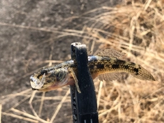 ウロハゼの釣果