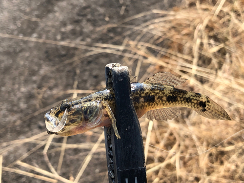 ウロハゼの釣果